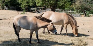 DSC_0615[1]